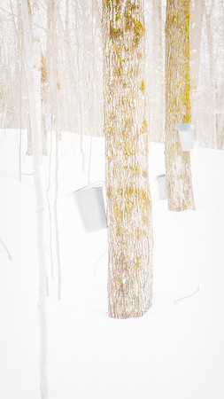 MapleFest