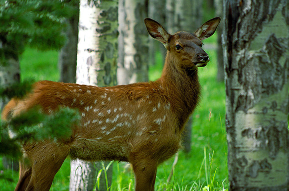 The Yearling
