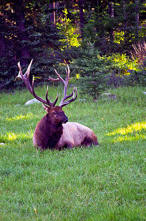 Bull Elk