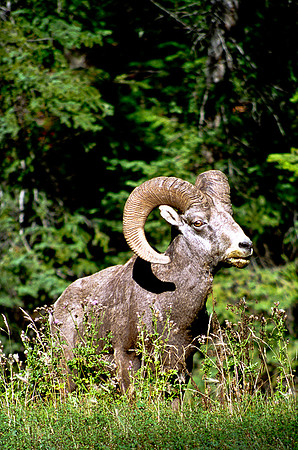 Big Horn Sheep