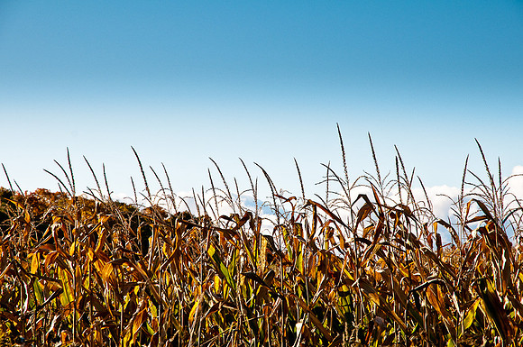 Harvest Time