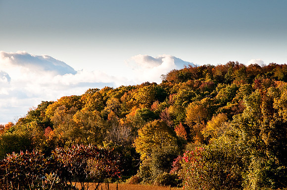 Fall in the Forest