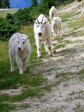 Family Outing