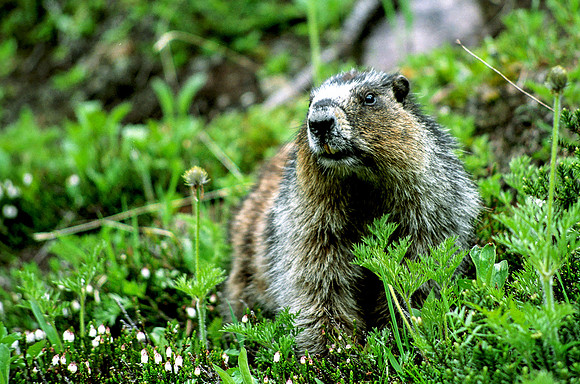 Mountain Marmot