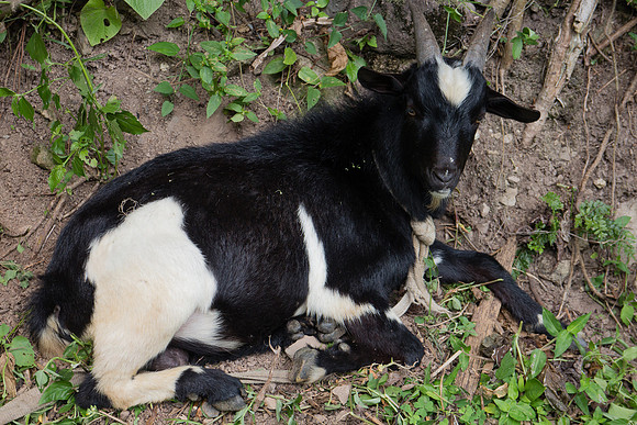 Curried Goat